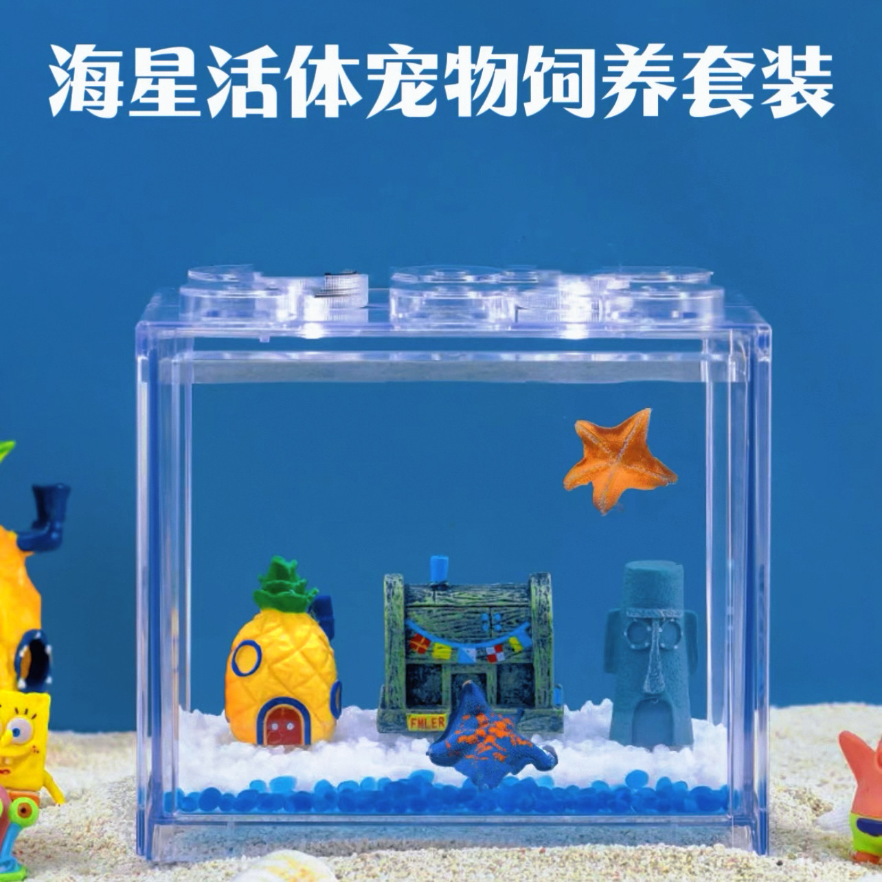 海星活宠物饲养套餐桌面生态缸可家庭饲养殖小海星活体