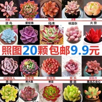 新款多肉簡單美觀玉露肉肉包郵