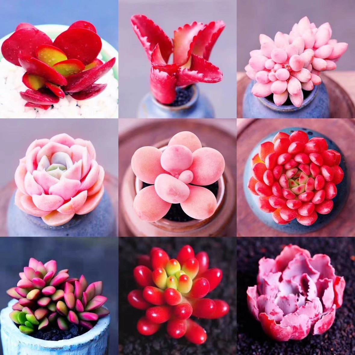 多肉植物精品高端贵货红粉彩色组合套餐下单就包邮办公室盆栽花卉