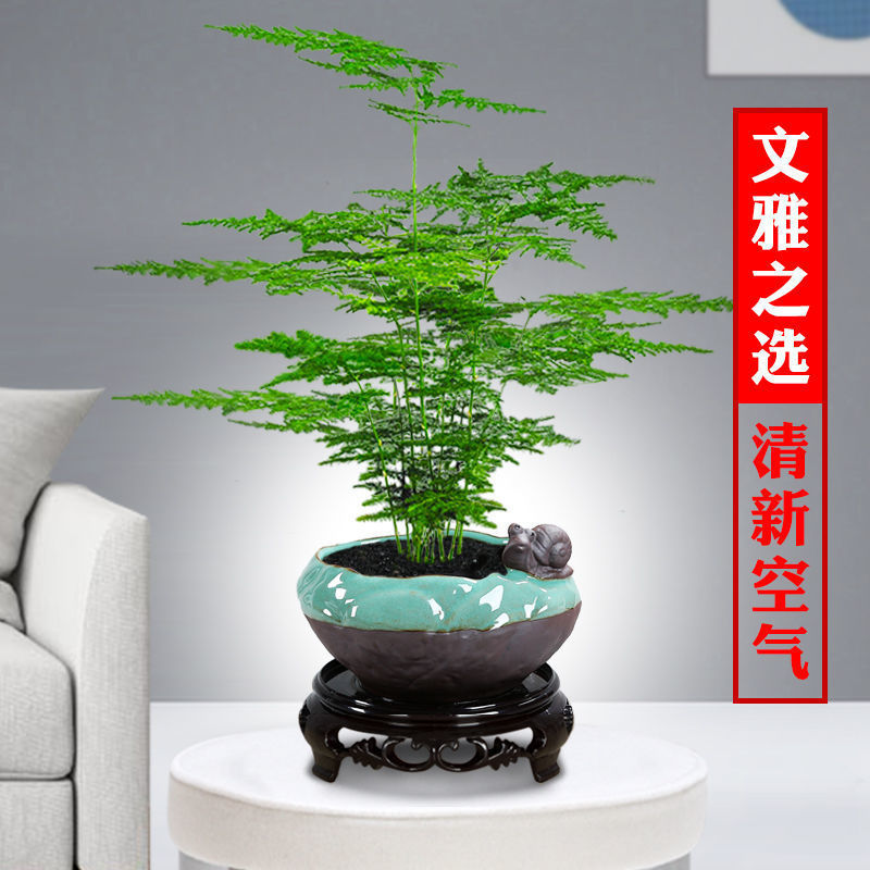 文竹盆栽办公室小绿植花卉物