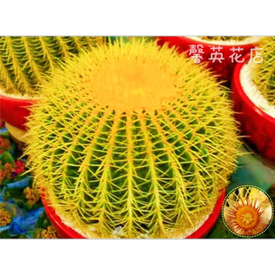 金虎大号仙人球实生金琥高端红虎仙人掌室内多肉植物花盆栽