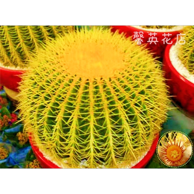 金虎大号仙人球实生琥高端