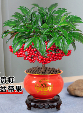 富贵籽盆栽带果花卉植物室内花黄金万两金玉满堂办公好养招财绿植