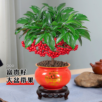 富贵籽盆栽带果花卉植物室