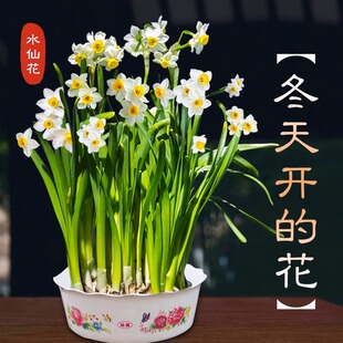 水仙花种球室内阳台水培植物水养水仙盆栽四季花卉冬天种耐寒花卉