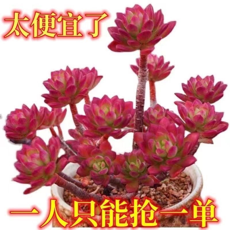 彩色红稚莲多肉小叮当红稚莲老桩群生多肉植物大盆栽室内阳台花卉,鲜花速递/花卉仿真/绿植园艺,多肉植物,淘宝优惠券,粉丝福利购,淘宝优惠卷