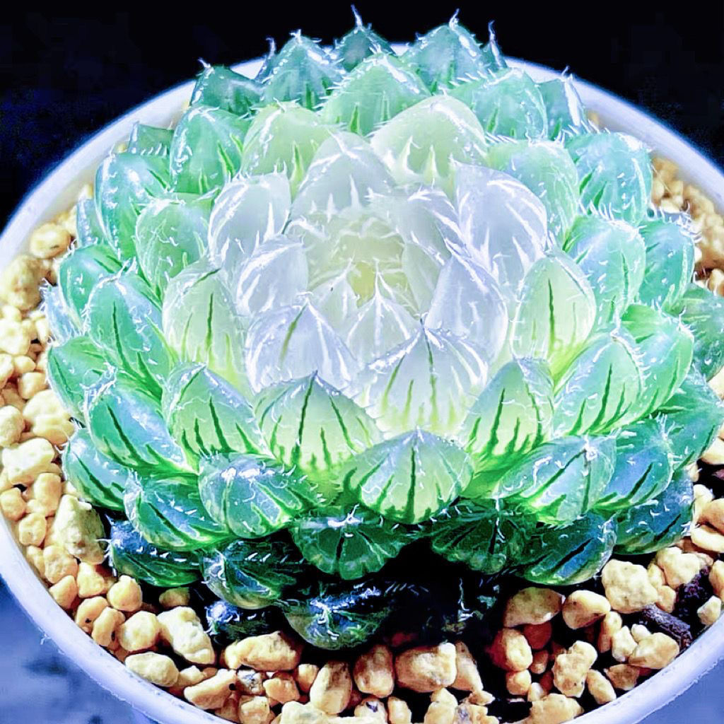 新款白莲花玉露翠云锦十二