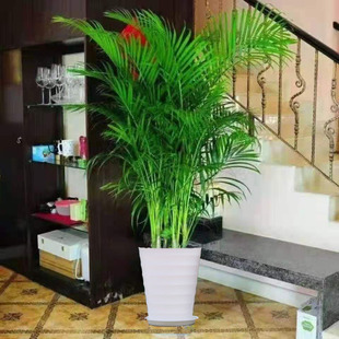 饰办公室绿植带土球 散尾葵盆栽富贵椰子凤尾竹室内大型植物花卉装