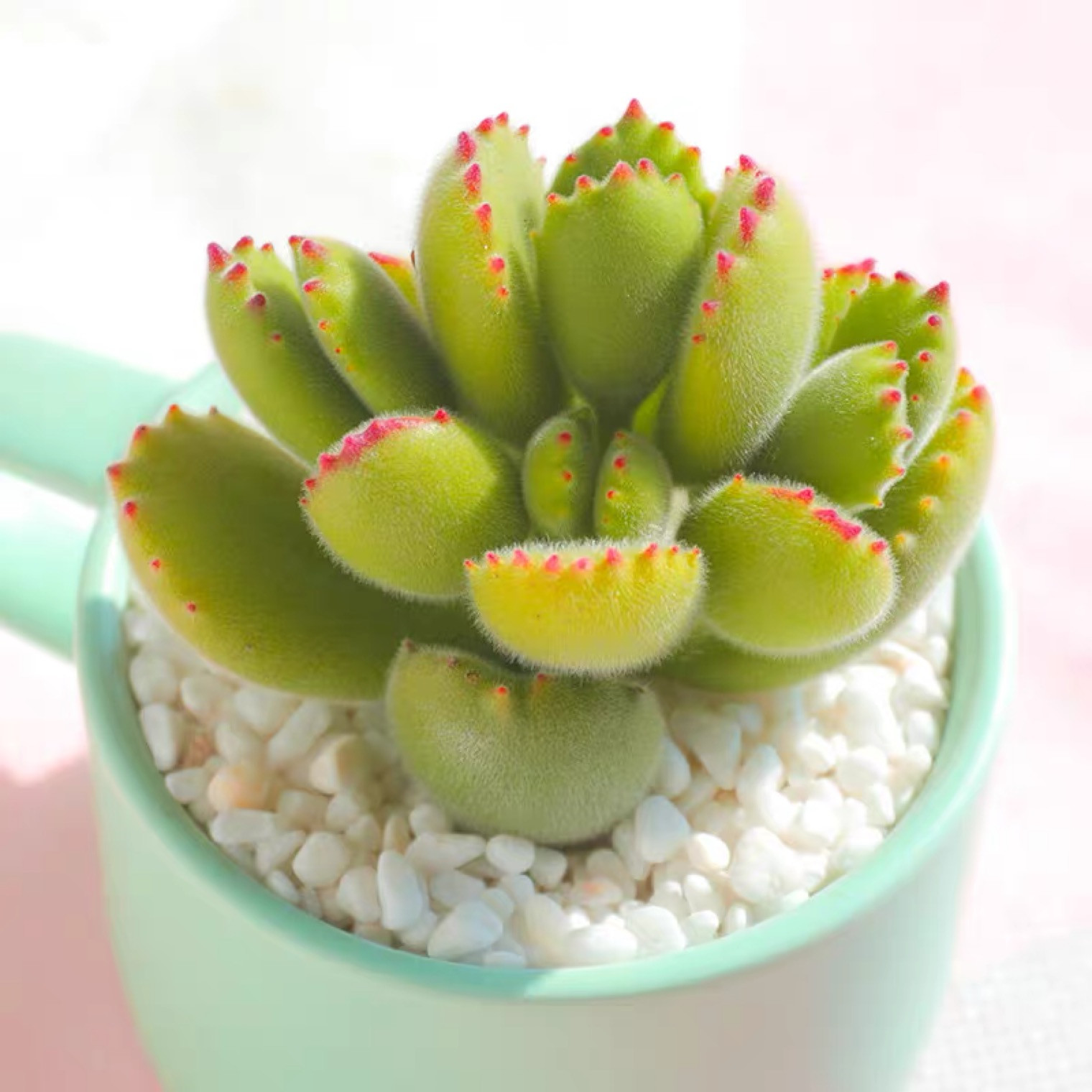 熊童子多肉植物多头盆栽绿植花卉大颗四季易活净化空气