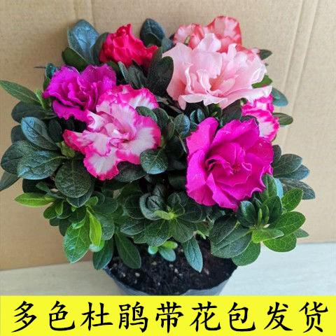 杜鹃花盆栽植物室内好养的花卉四季开花不断花卉观花植物带盆栽好