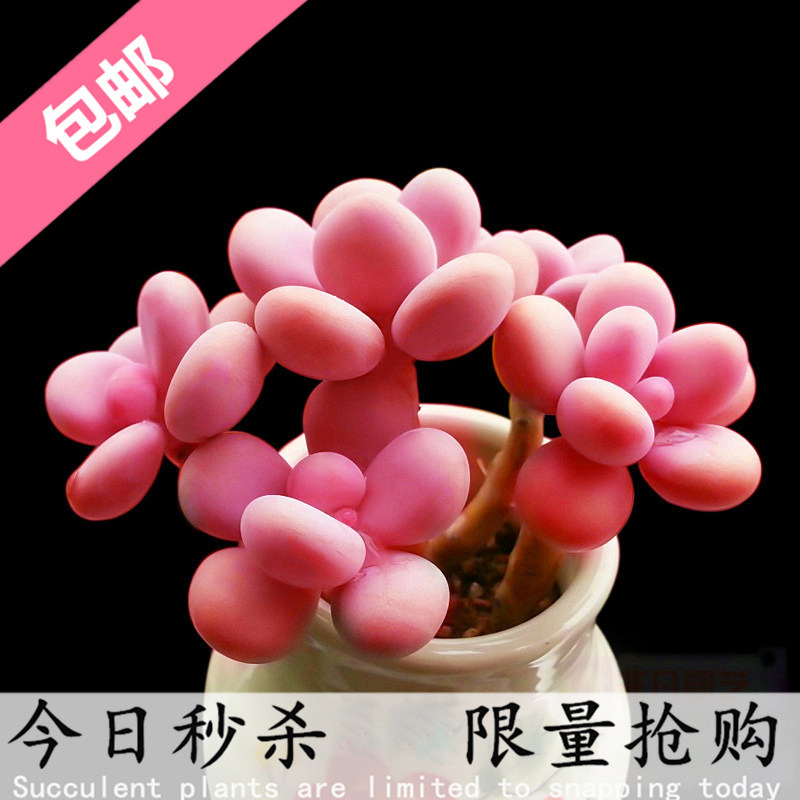 多肉植物稀有品种桃蛋肉肉大颗老桩花盆套装组合盆栽特价清仓包邮
