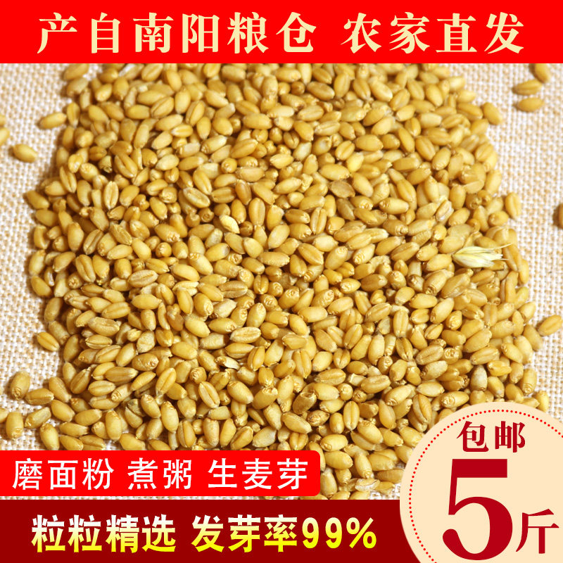 农家自产食用带皮小麦粒5斤磨面小麦苗种子发芽猫草麦芽糖钓鱼打,粮油调味/速食/干货/烘焙,特色米/面粉/杂粮,淘宝优惠券,粉丝福利购,淘宝优惠卷