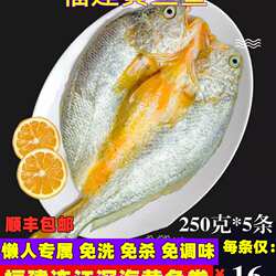 福建连江大黄鱼鲞新鲜活冷冻特大黄瓜鱼海鱼免杀海鲜200-250g*6条