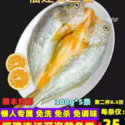 福建连江大黄鱼鲞新鲜活冷冻特大黄瓜鱼海鱼免杀水产海鲜300g*6条