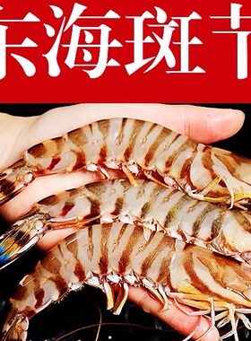 15-20只一斤大斑节虾两件包邮