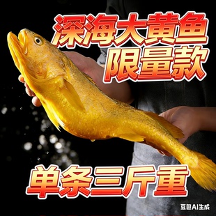 单只3斤礼盒野化大黄鱼黄花鱼海鲜水产鲜活黄鱼冷冻3斤1条顺丰