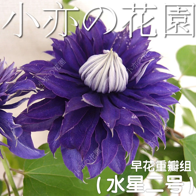 小亦花园【水星二号】铁线莲 早花大花组 紫色永久重瓣 好养c245