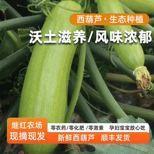 继红农场生态种植西葫芦新鲜采摘现摘现发农家自种蔬菜宝宝辅食