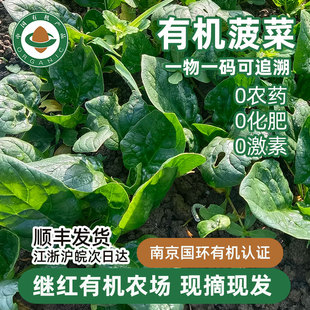 继红有机农场有机趴地菠菜2斤新鲜时令蔬菜宝宝辅食生鲜现采