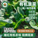 继红有机农场有机趴地菠菜2斤新鲜时令蔬菜宝宝辅食生鲜现采