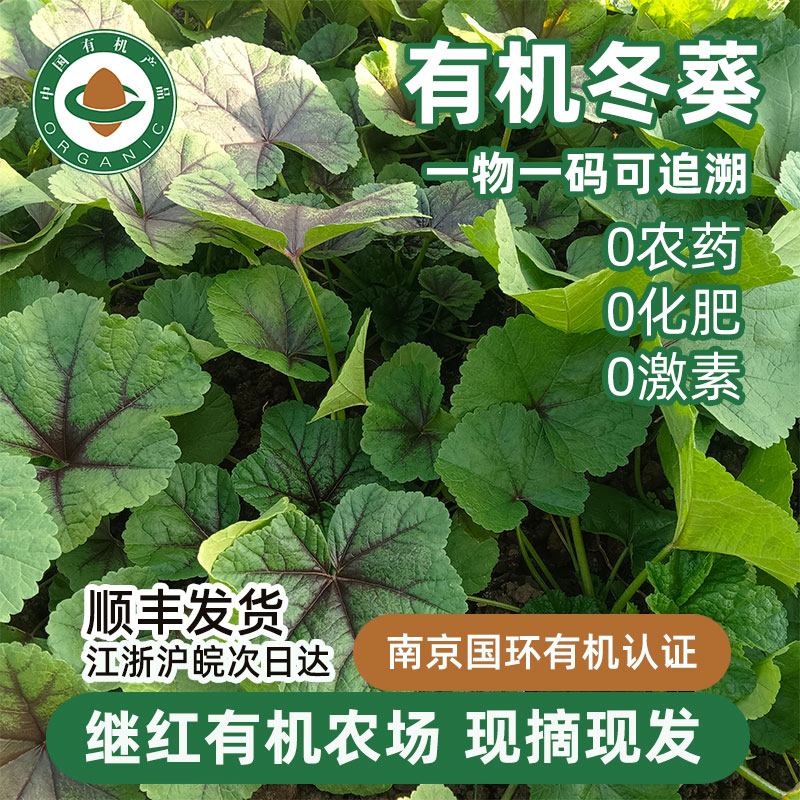 有机认证冬葵菜现采现发