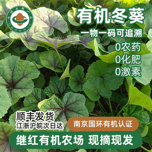 继红有机农场有机冬葵冬寒菜新鲜应季蔬菜顺丰配送火锅配菜
