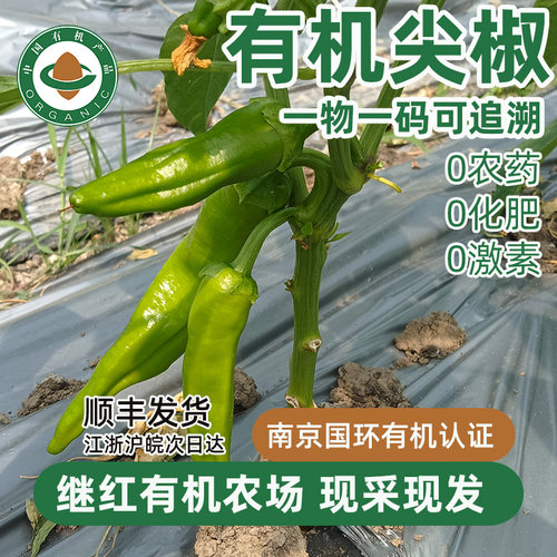 有机尖椒继红有机农场直发