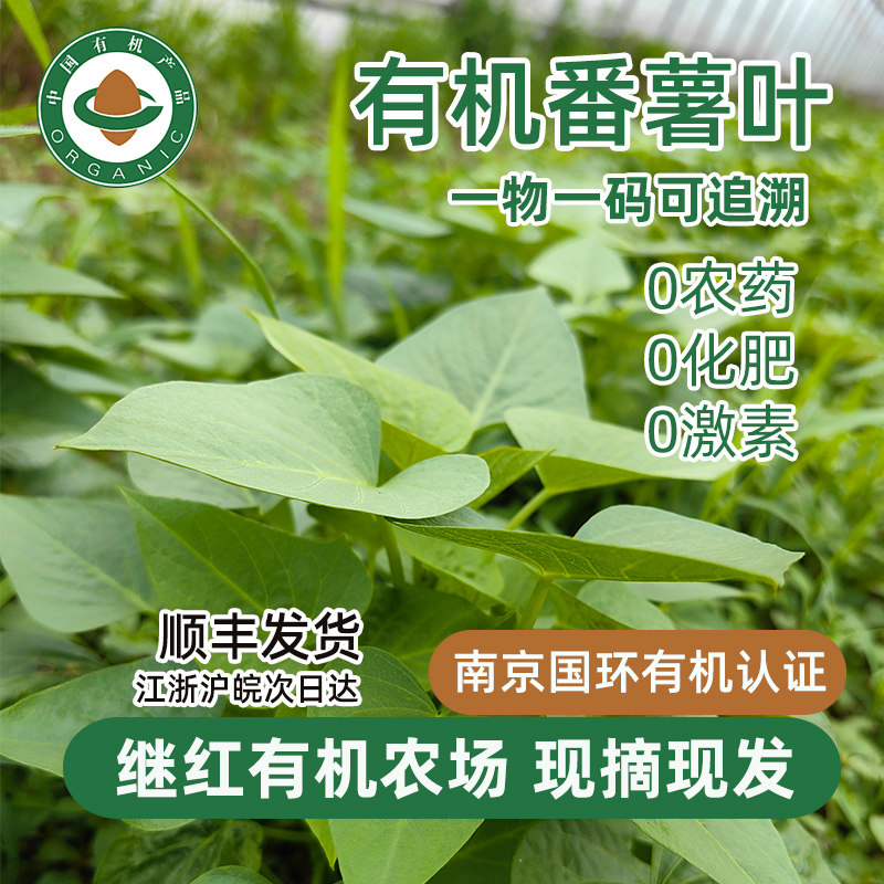 继红农场直发有机番薯叶