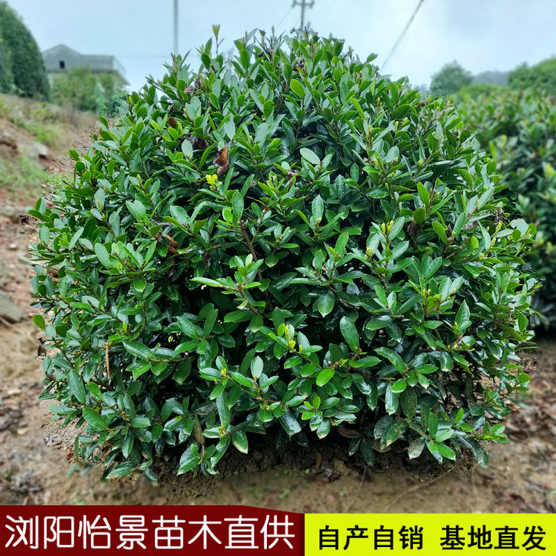 中华蚊母小叶蚊母小苗不落叶树苗春季庭院植物别墅绿化耐寒