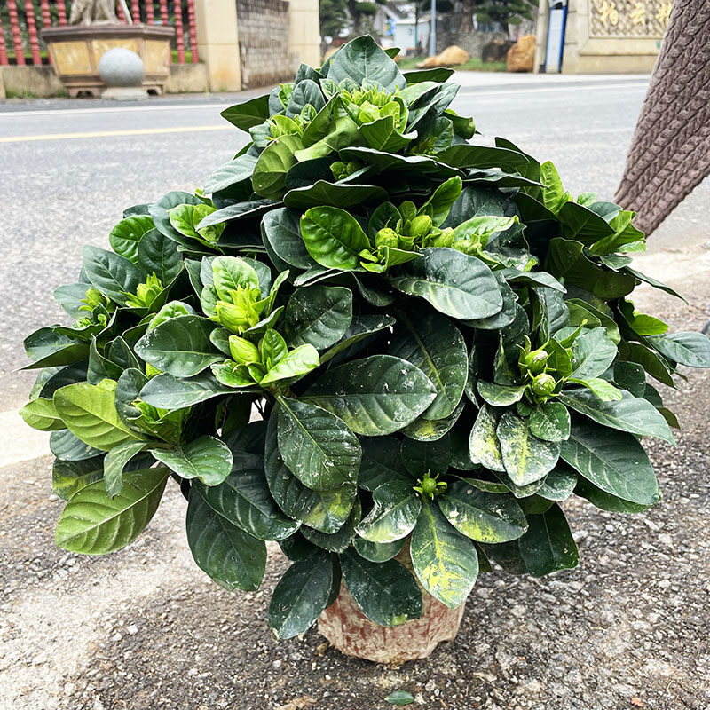 大叶牡丹栀子花盆栽丛生栀子花重瓣浓香型栀子花花卉