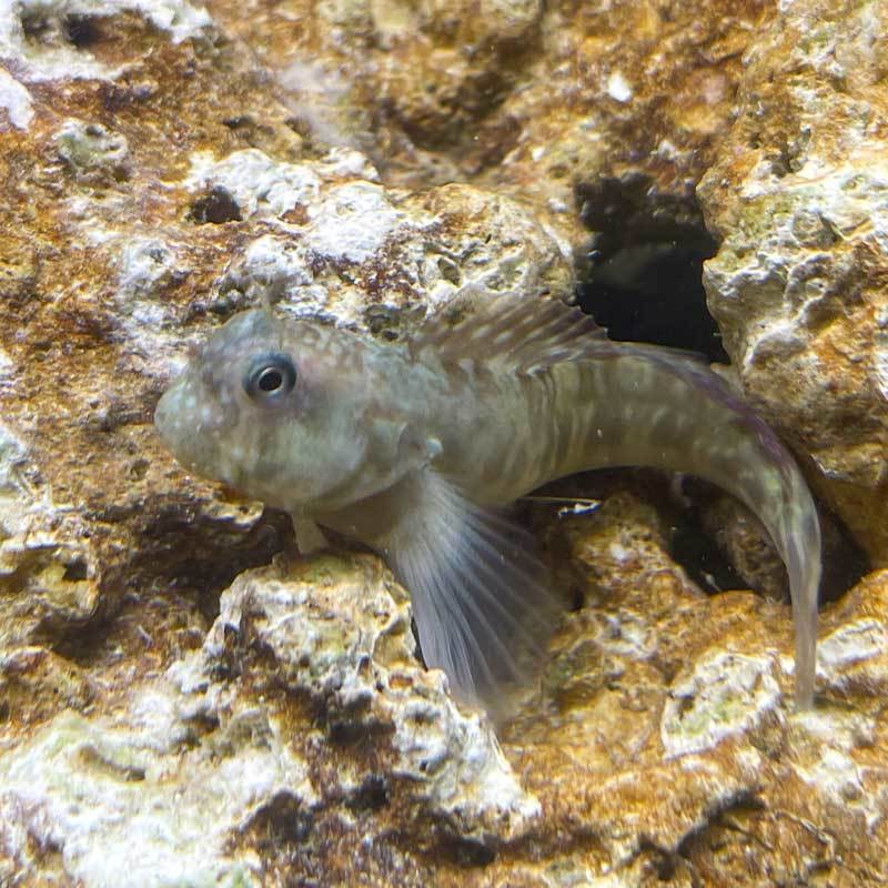西瓜刨海水鱼除藻工具鱼高效吃藻海水生物清洁鱼缸新手入门小丑鱼