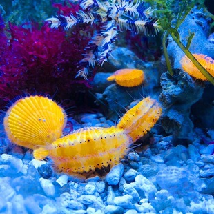 海洋生物黄金扇贝过滤水质海缸观赏扇贝养殖原生态滤食性生物易活
