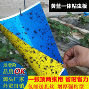 Yellow and blue integrated sticky insect board yellow board free shipping double-sided thrips board blue board insect trap board small black fly agricultural greenhouse special