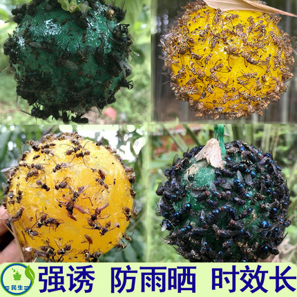 粘虫球丝瓜柑橘果实蝇诱蝇球诱捕神器引诱针蜂马蜂诱虫球农业专用