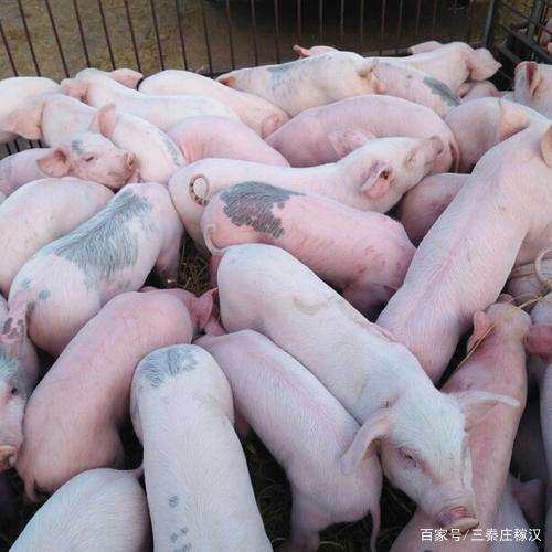 原种太湖母猪活体苗小猪二元母猪黑猪约克长白母猪苗杜洛克种公猪在类目 农用物资, 种子/种苗, 动物种苗中 - 来自Buy2taobao.com提供专业的淘宝代购服务