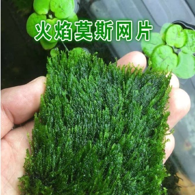 真水草鱼缸铺地沉底绿植观赏水族文化设计养鱼水草莫斯网片凤尾苔