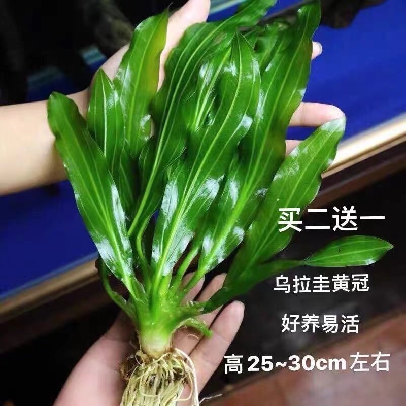 鱼缸养殖 九叶皇冠净化水质 大叶绿九冠迷你椒草小九冠阴性真水草