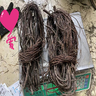 造景根须枯藤雨林鱼缸专用榕树根藤条沉木装饰杜鹃根条龙须根水草