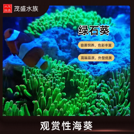 绿石葵 小丑爱钻海葵 迷你奶嘴 微缸 好养爱分裂容易繁殖快递包损