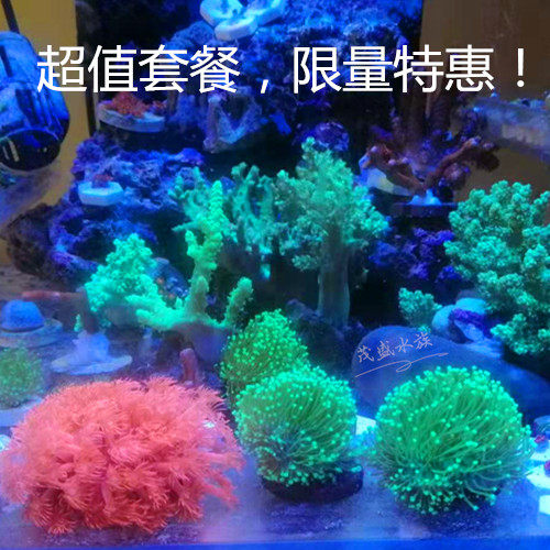 海水珊瑚素材模板 海水珊瑚图片下载 小麦优选