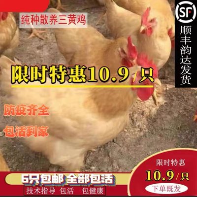 纯种一斤三黄鸡活苗产蛋王蛋鸡活苗土鸡活体小鸡活苗幼苗包活到家