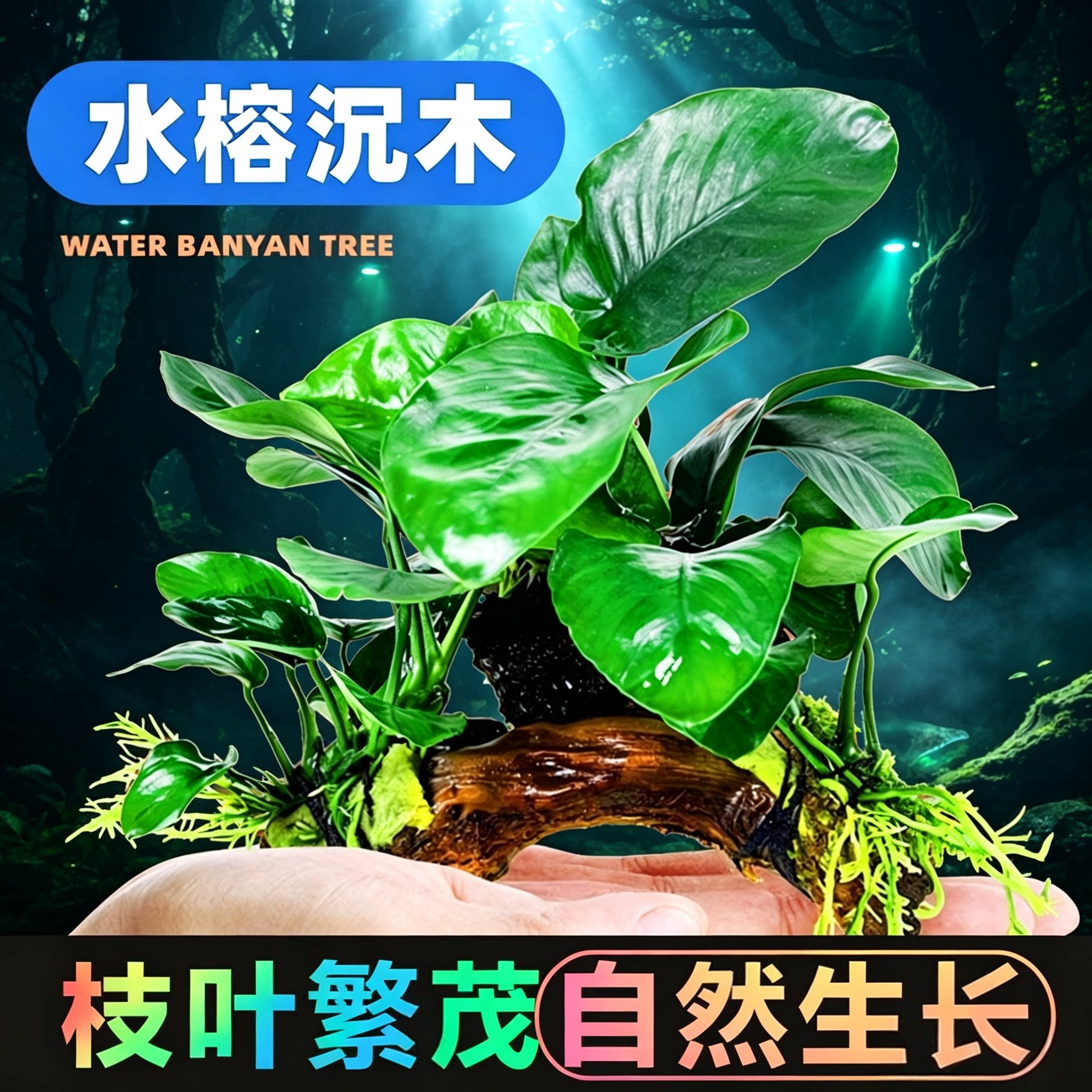 鱼缸造景沉木小水榕红波入缸成景