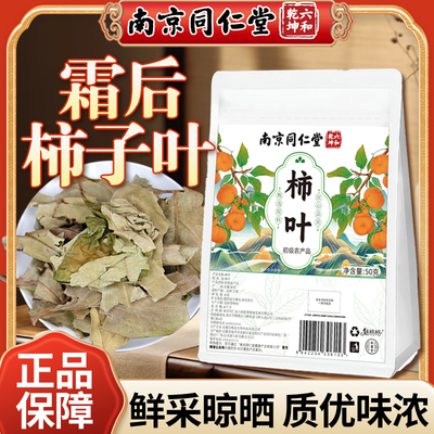 霜后柿子叶新鲜泡茶水鲜采晾晒