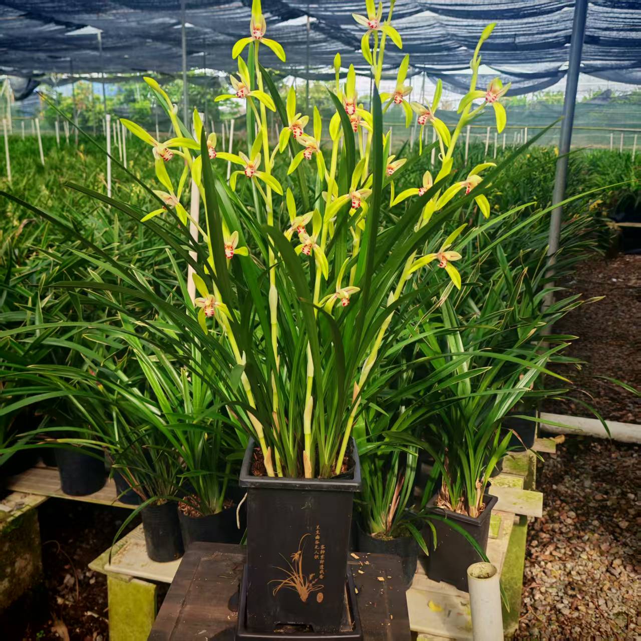 带花苞碧玉春辉建兰盆栽好养图片