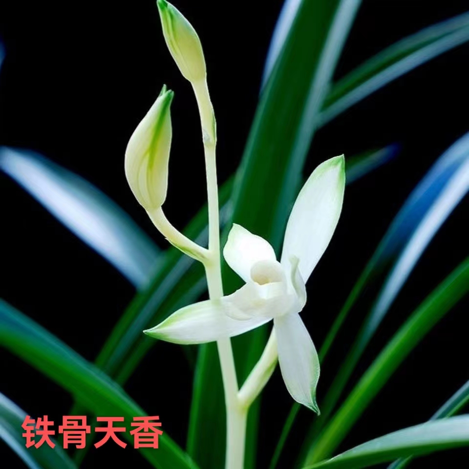 建兰（骊山翠鸟）铁骨天香带花苞陶瓷盆栽好室内高雅兰花绿植盆景