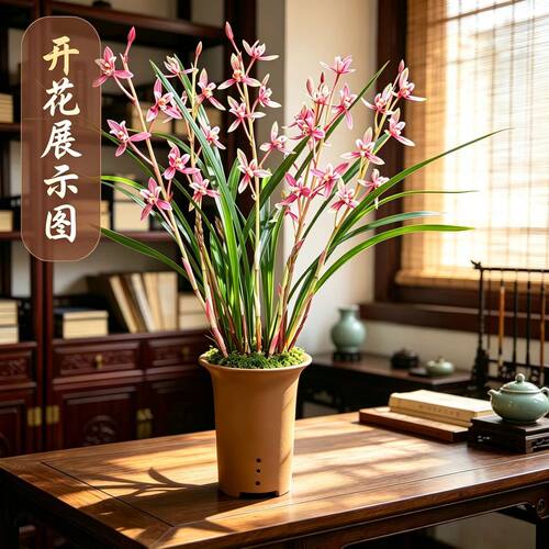 名贵建兰红香妃紫砂盆带花苞