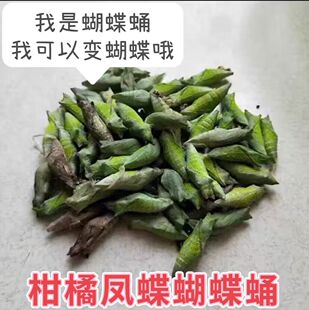 蝶蛹蝴蝶蛹活蝴蝶蛹羽化过程体验蝴蝶儿童观察柑橘凤蝶真蝴蝶宠物