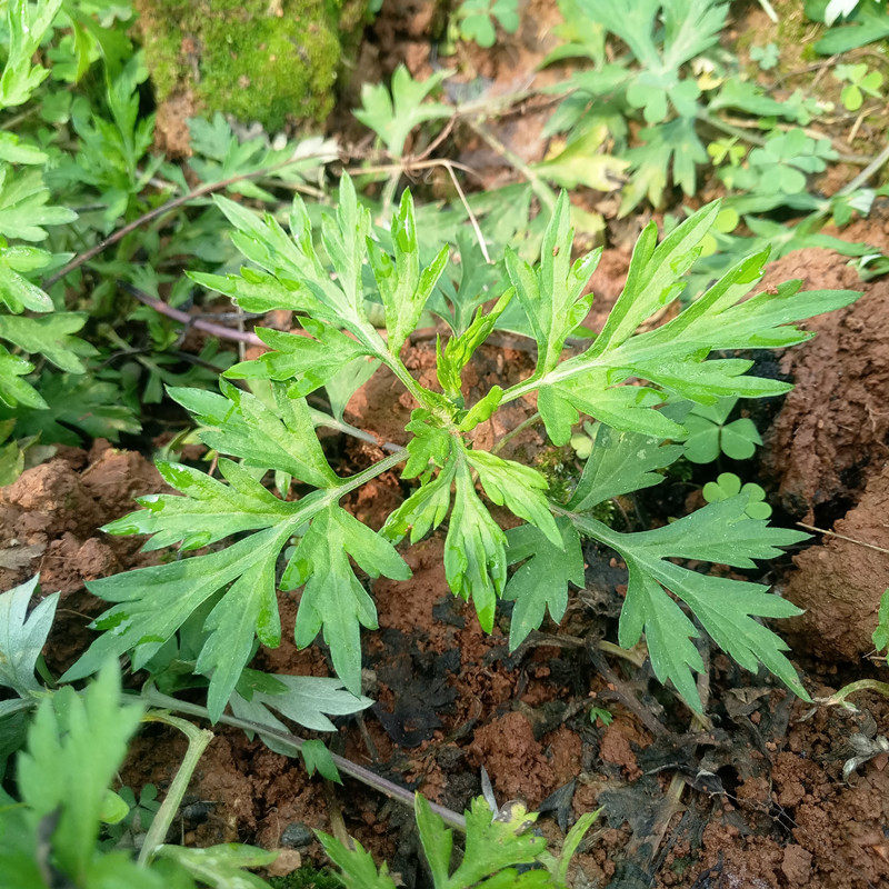 农村食用野菜青艾蒿子草30株连根带土现挖米蒿青团蒿子粑自种食材