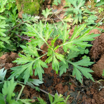 农村食用野菜青艾蒿子食材现挖