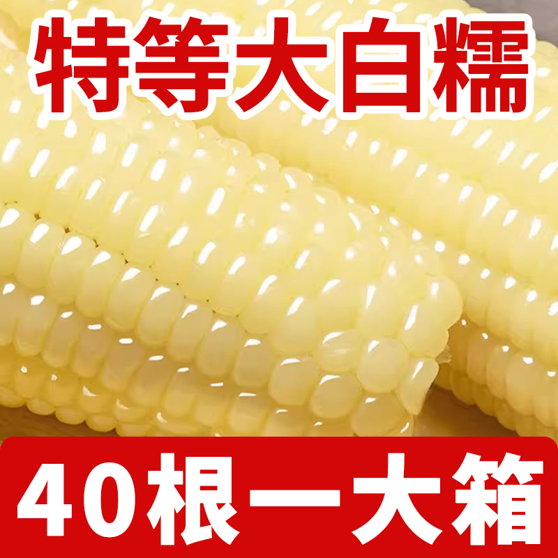 东北白糯玉米早餐专用